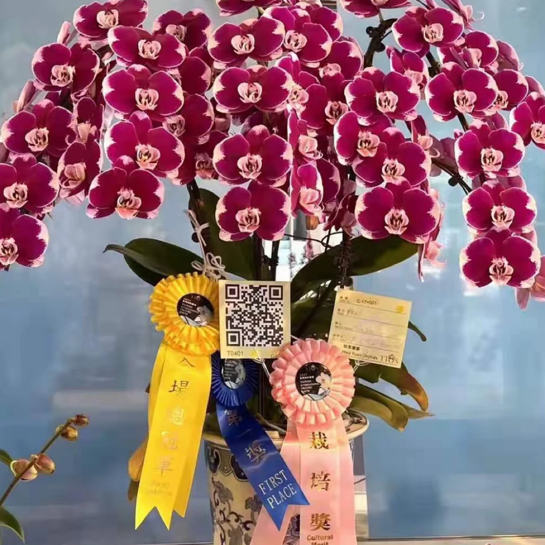 五星上将蝴蝶兰3.5成熟苗不带花带花剑