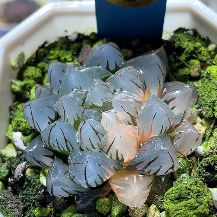 583shuizhongyuejintexuanfuli