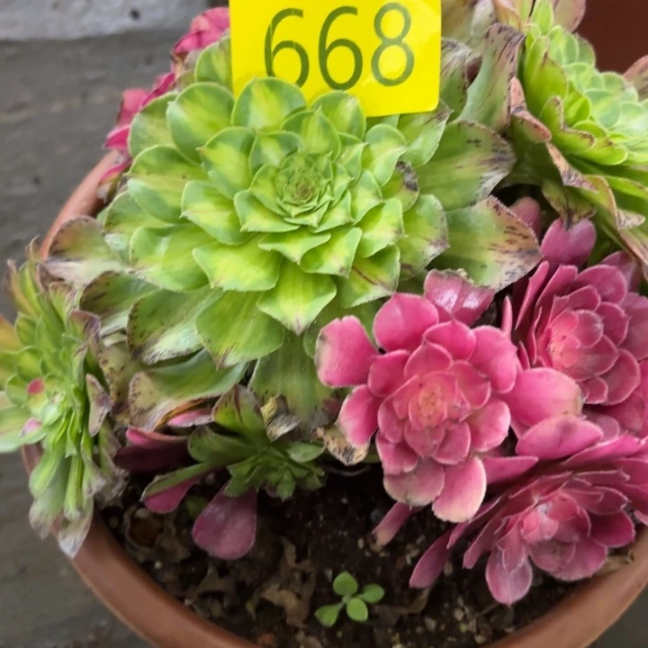 哈哈多肉葡萄福利668