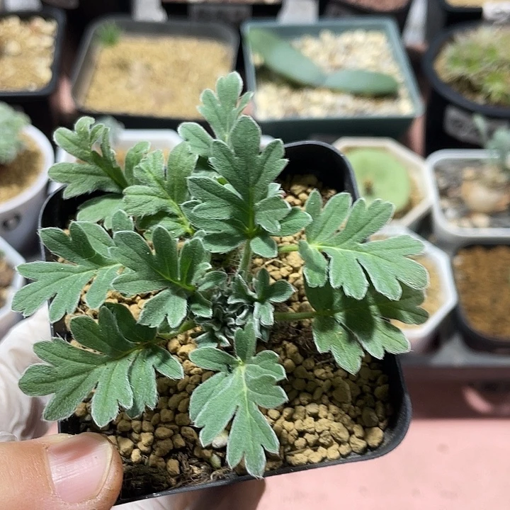 257红花杨葵块根，