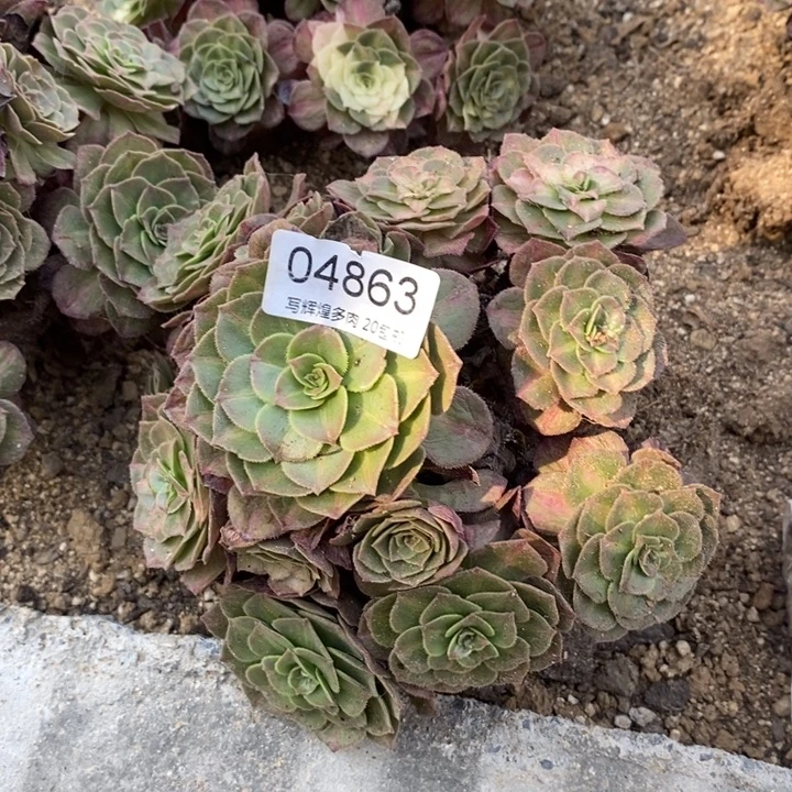 04863海洋七彩多肉植物