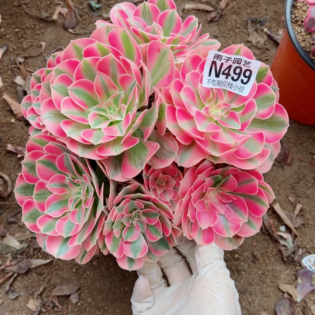 499粉女巫尺寸18左右