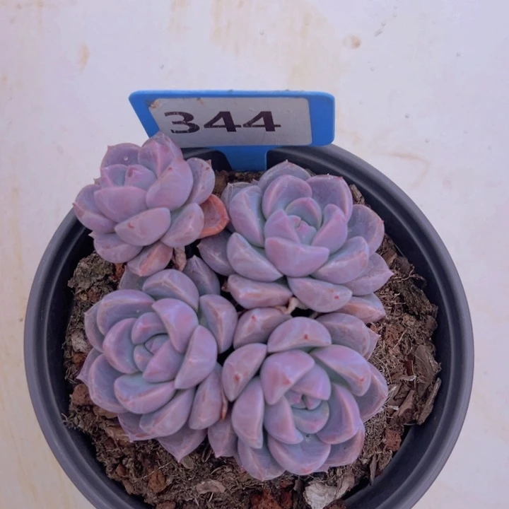 健健康康平平安安