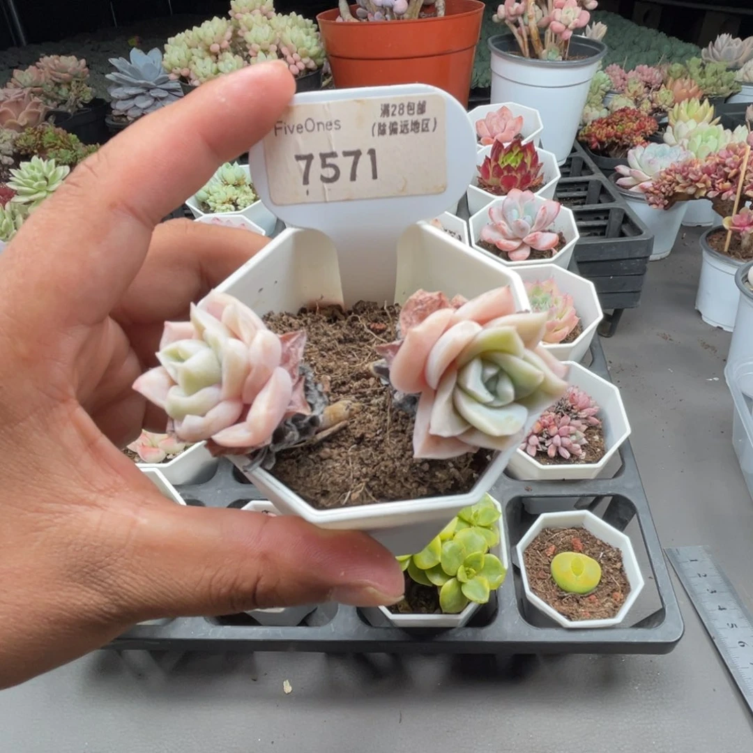 7571可爱玫瑰4.0厘米