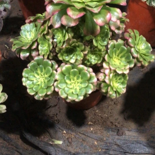 曾***往无花朵青鸟法师多肉植物338号