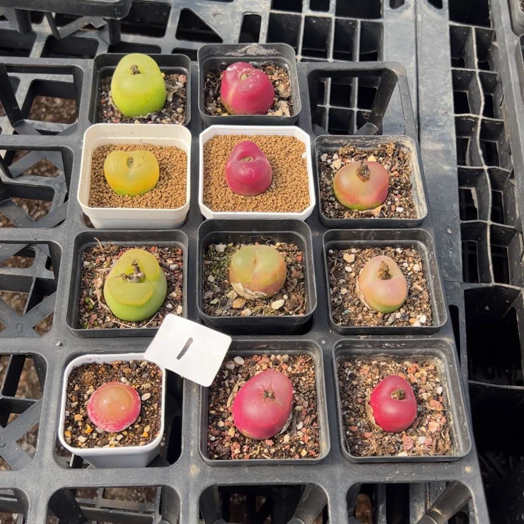 刘*菲1号毛2.17多肉