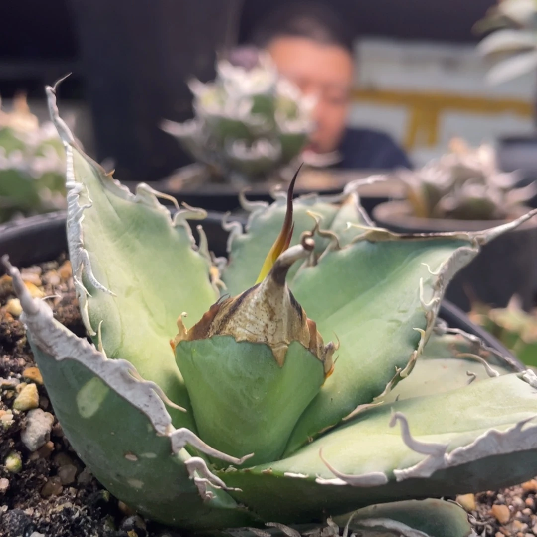 刘***)仁王8888888888888