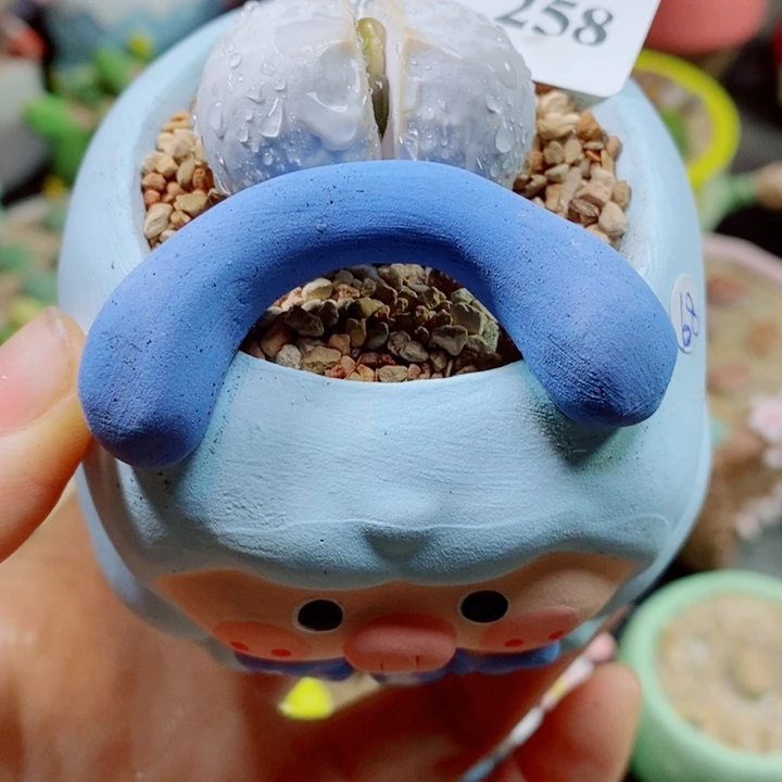 生石花花花花花花花258