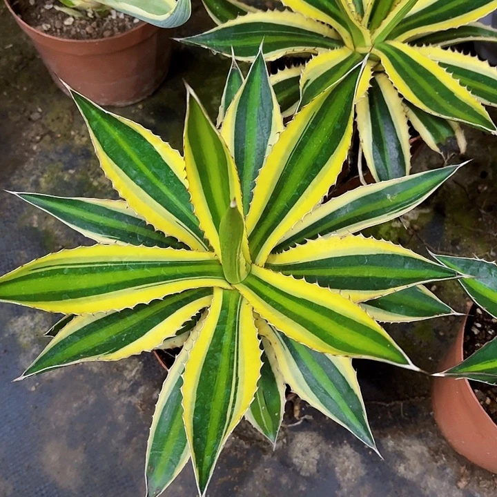 完全开放五色万代裸根23cm