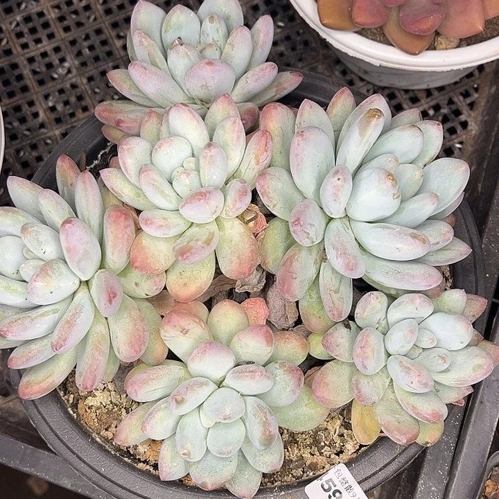 阿雅园艺。        4595香水