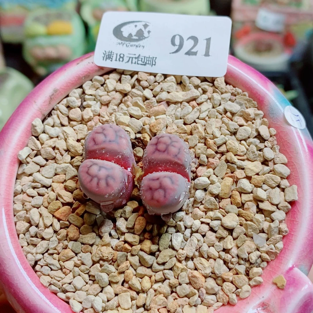 生石花花花花花花花921