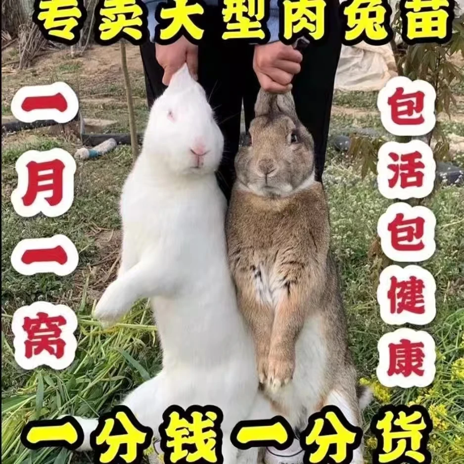 【直播专享】比利时肉兔子活体可食用可繁殖大型肉兔苗包邮包活到家
