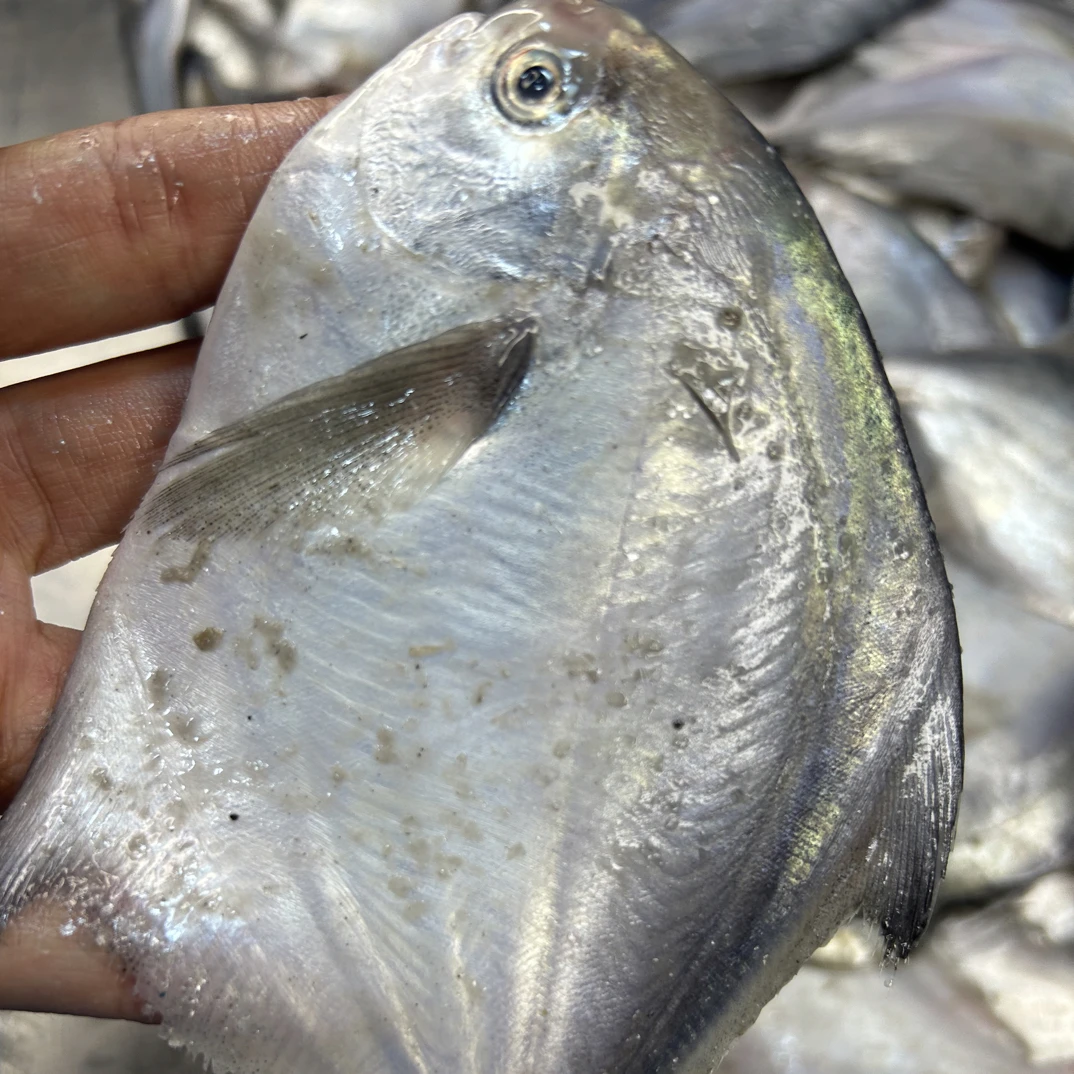 大连野生鲳鱼中号四斤 顺丰快递