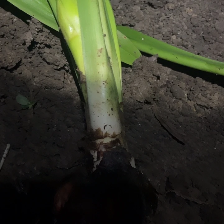用***8无花朵鬼魅。带花剑。 发货