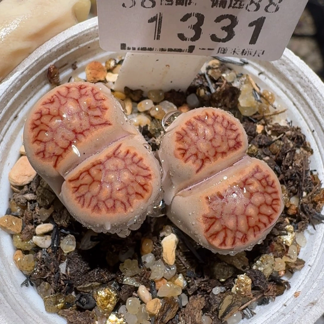 zzz精品也福利1331