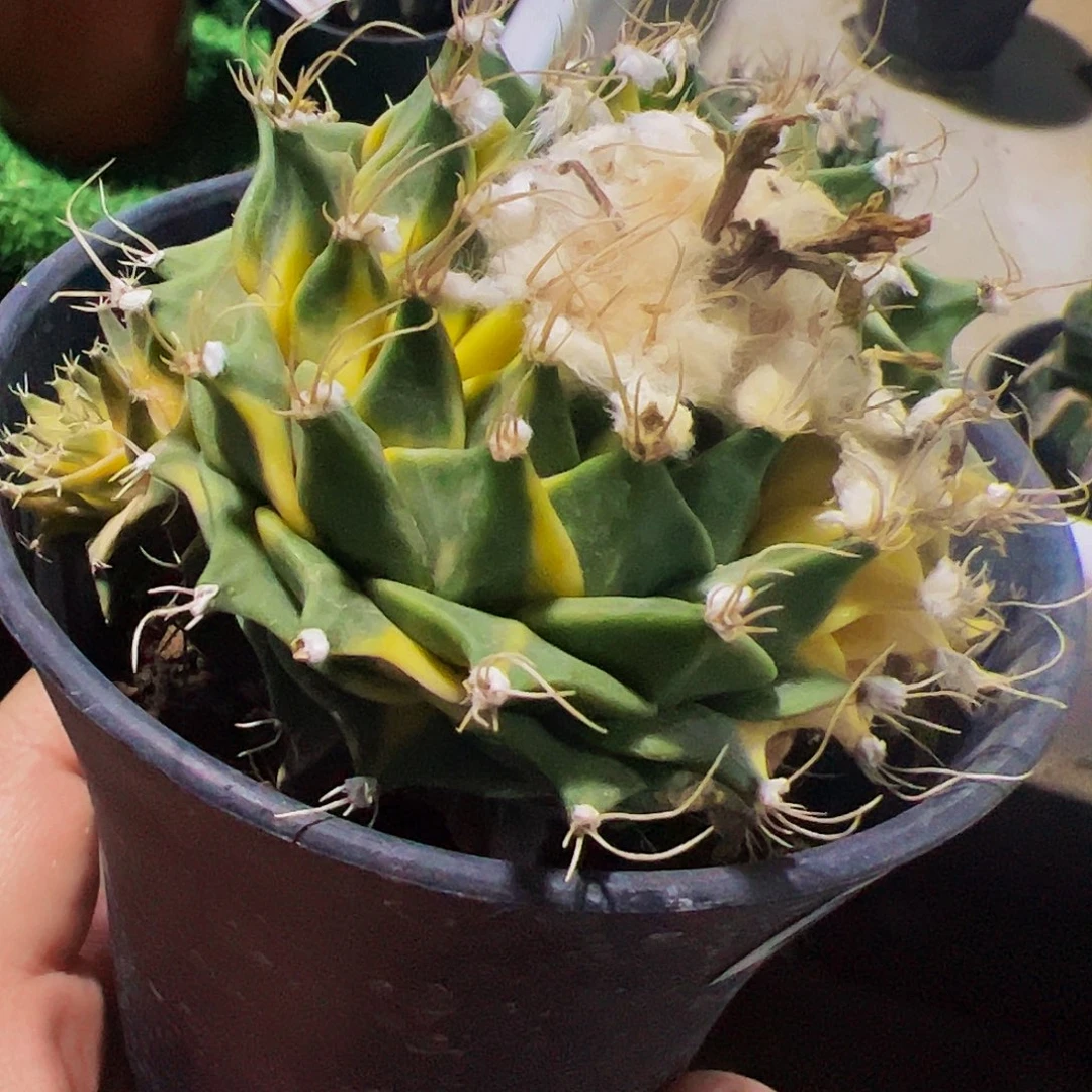 无花朵福利苗接帝冠锦778