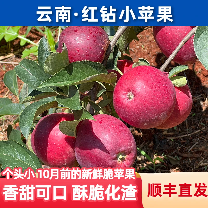 鑫选 云南甜露露红钻小苹果3.5-4斤 新鲜采摘脆甜爽口 顺丰直发