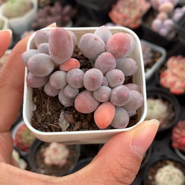 精控小橙雪球多肉