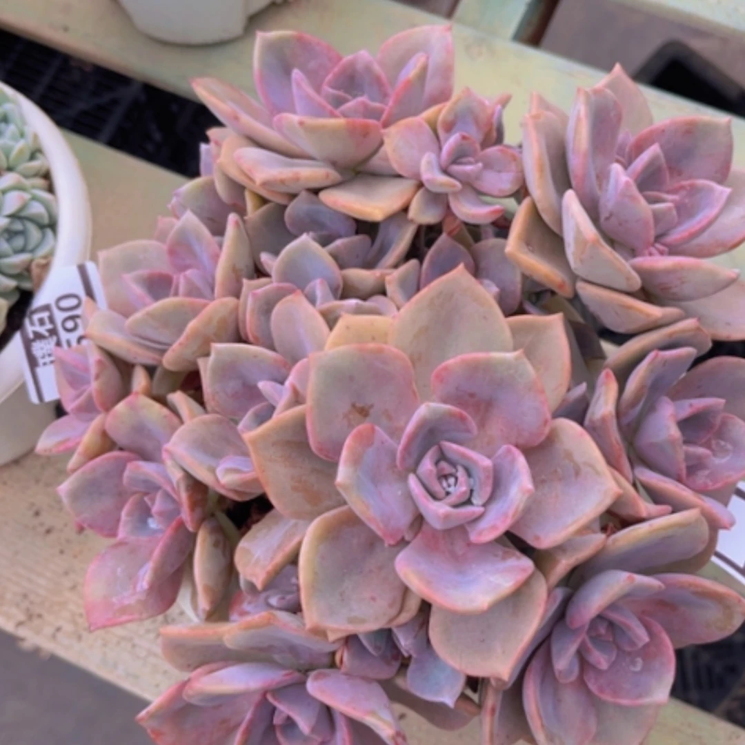 【闪购商品】彩虹糖1593