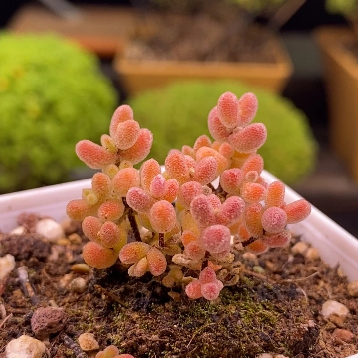 无花朵238实生冰晶。