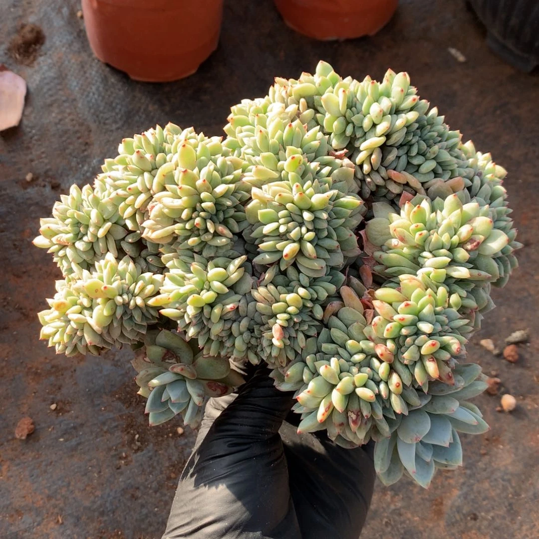 小叶石榴籽星影000000000