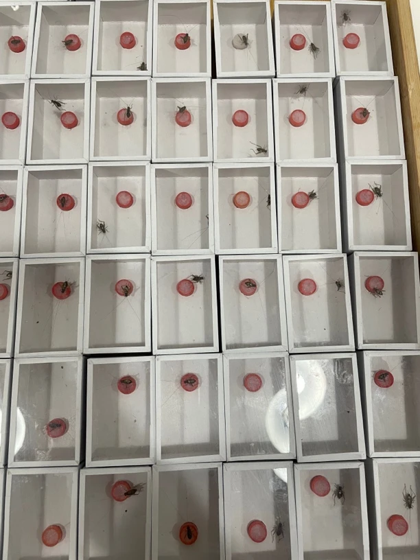 小林虫艺油蛉模型纸盒