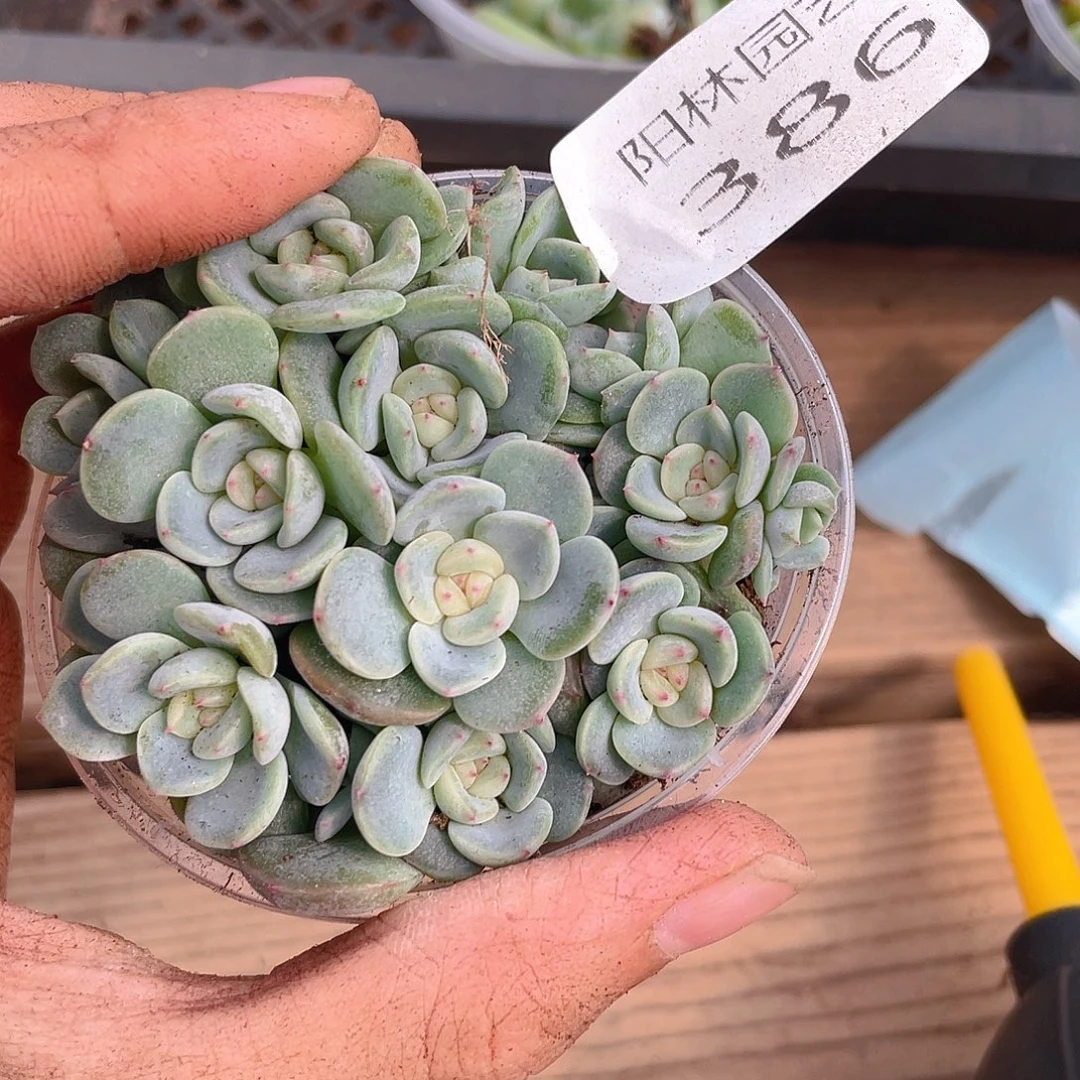巴***叶多肉植物多肉植物386