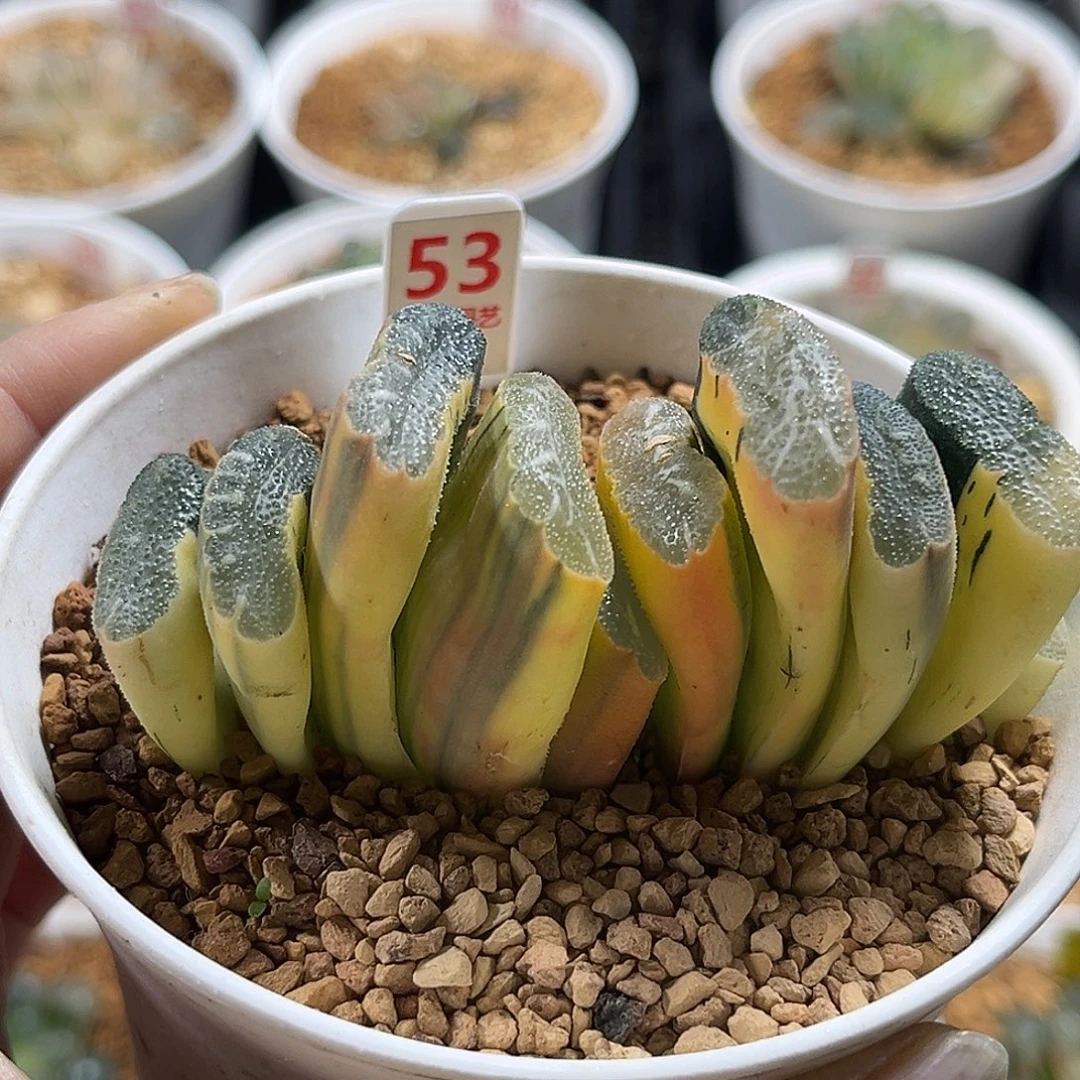 53糊斑赤斑玉扇锦福利