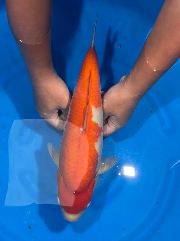 大日养鲤场出品（凯少）专拍链接