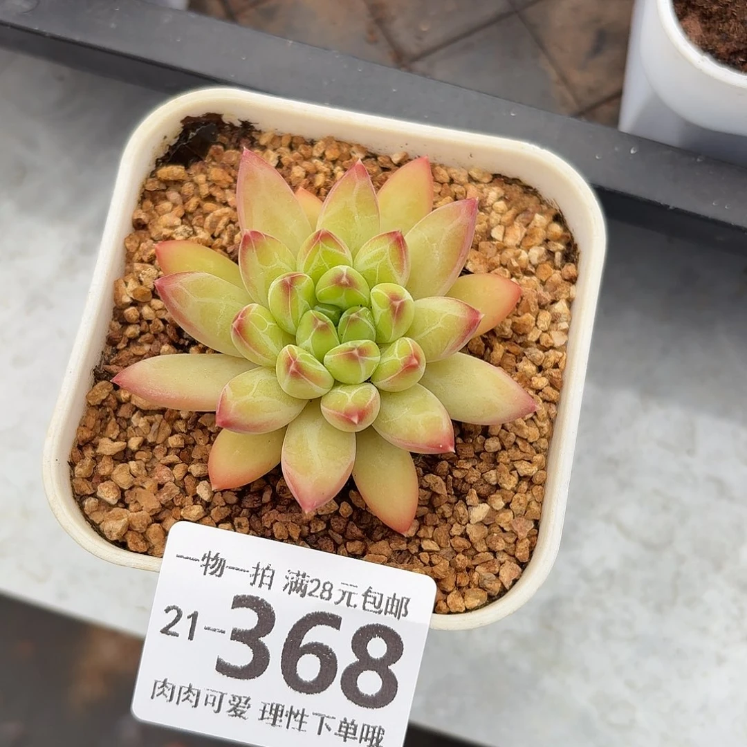 胖体青花瓷无盆土发货无