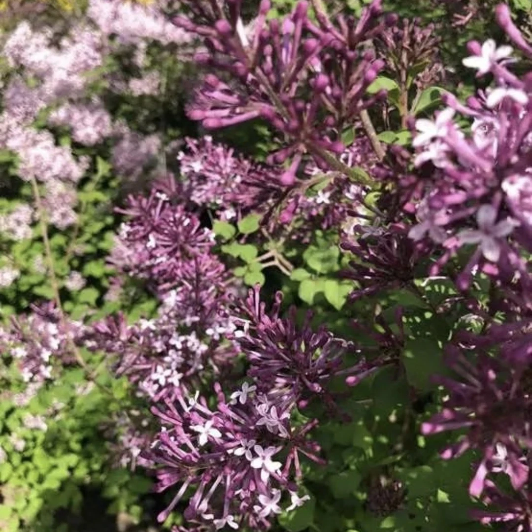 小叶丁香，3颗杯苗