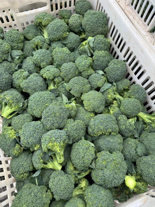 新鲜小西兰花时令蔬菜湖北现砍现发露天生长