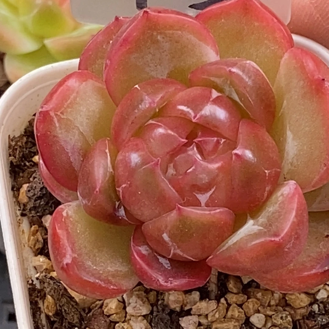 天官赐福百无禁忌