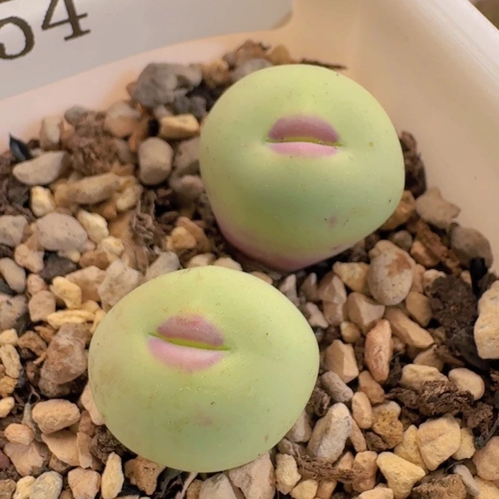 54 安格尼斯v嘴。