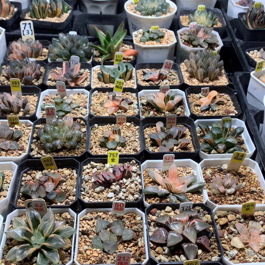 咪***宝以实际为准玉露多肉