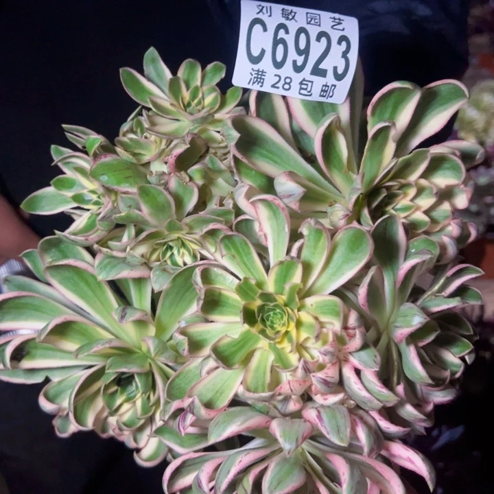 ?***明6923多肉植物法师法师法师