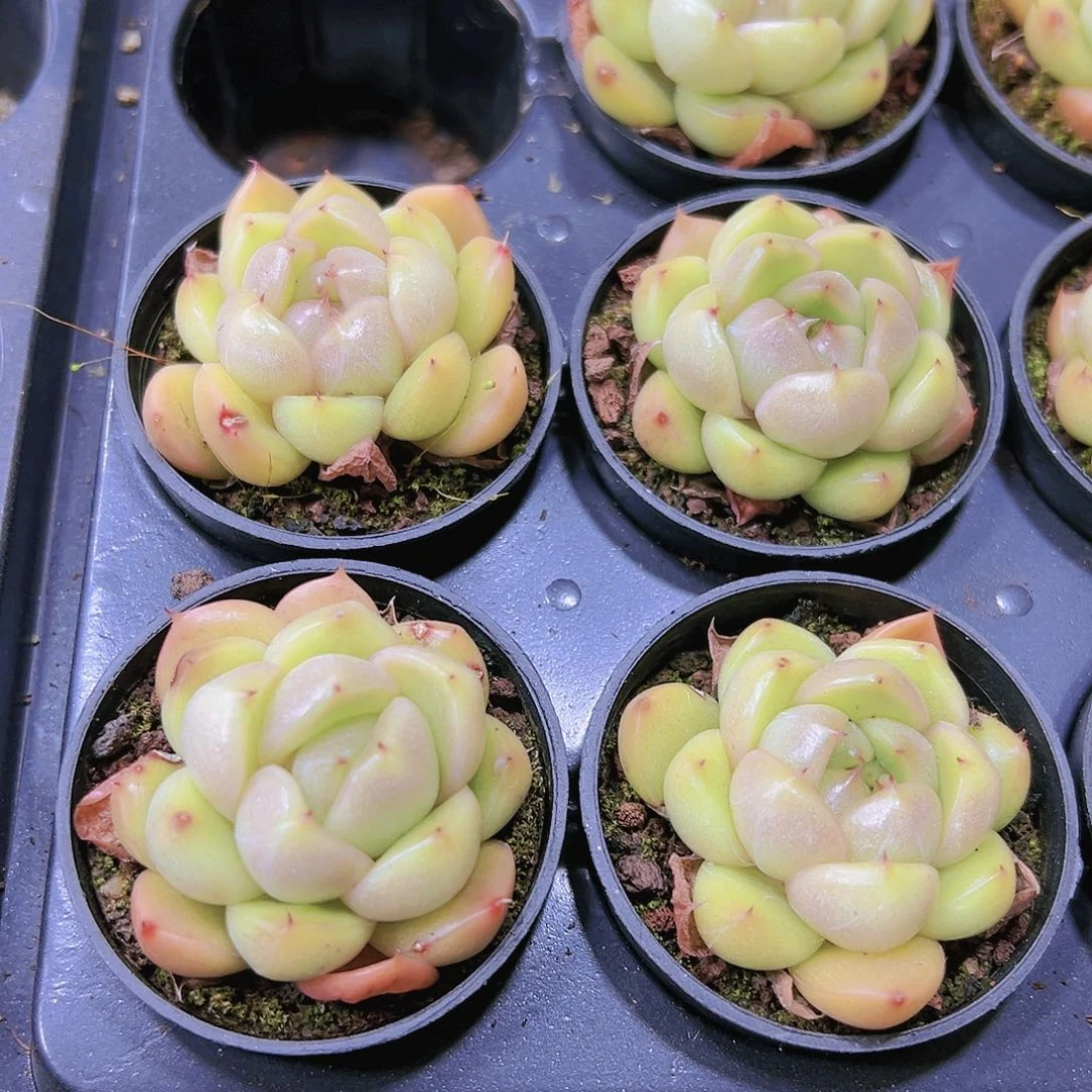 蓝鬼珍妮带盆带土19包邮