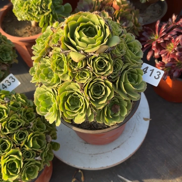 多肉植物绿玫瑰413