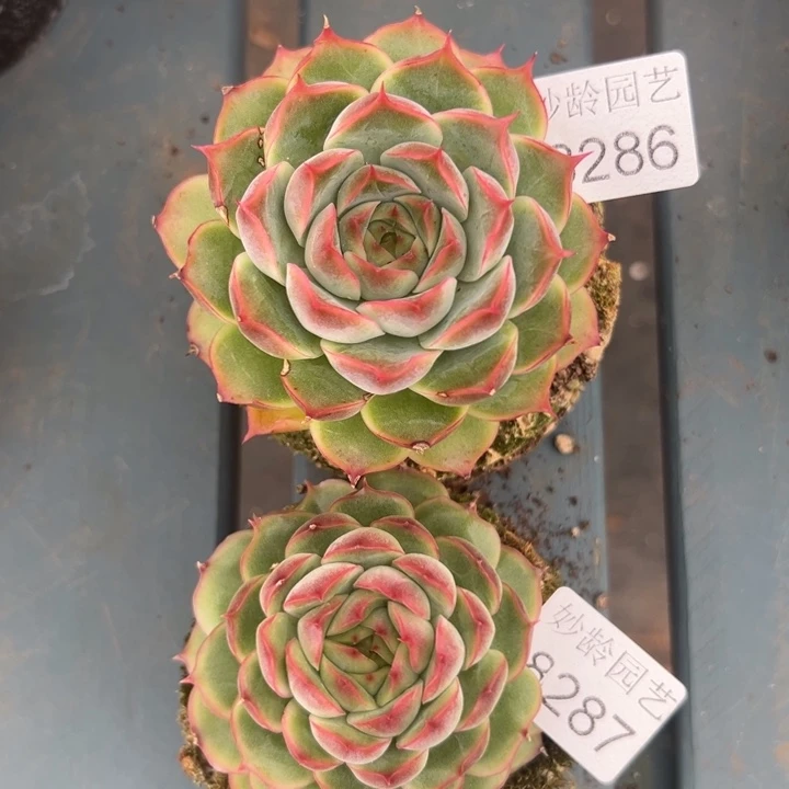 8286、8287杂交多肉植物基地