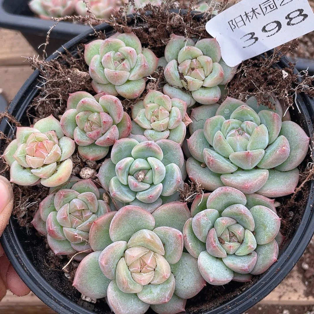 多肉植物多肉植物398