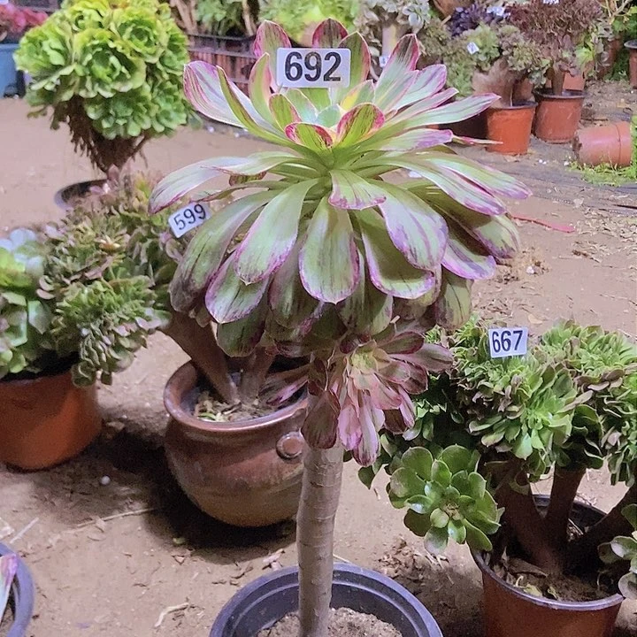 692v锦锦老庄朵朵特价