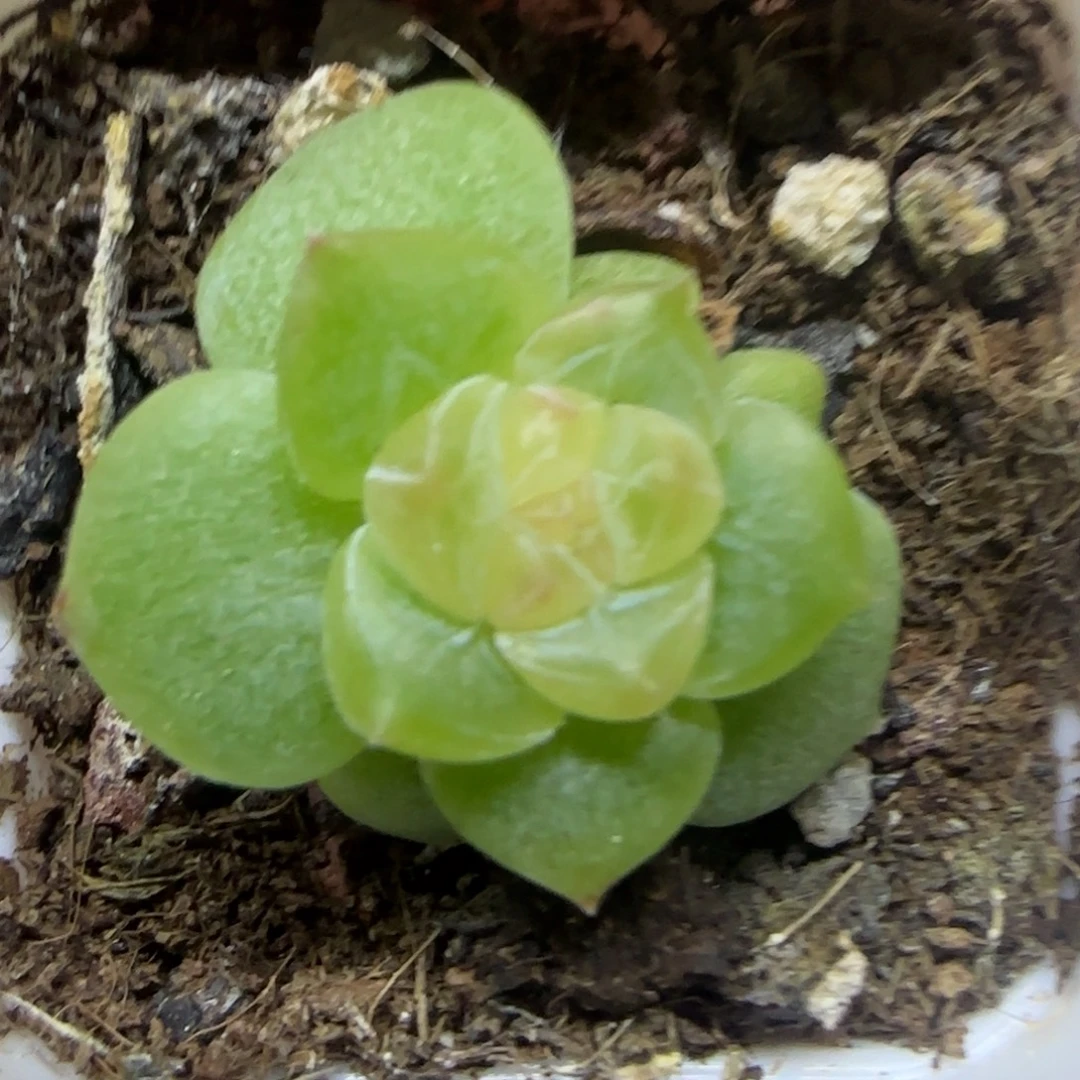 P21 右桌上中盆一个满25包邮