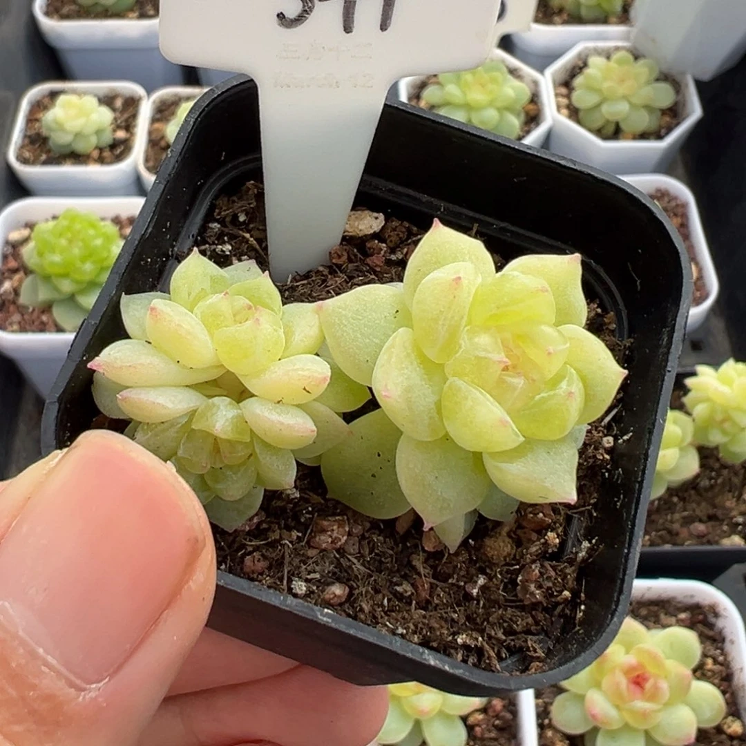 范***范341号财富密码8888