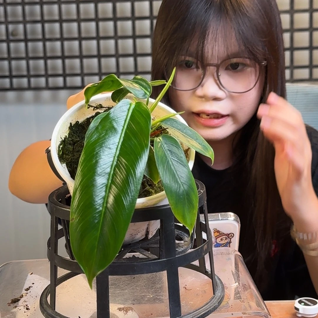 无花朵小****一物一拍U104