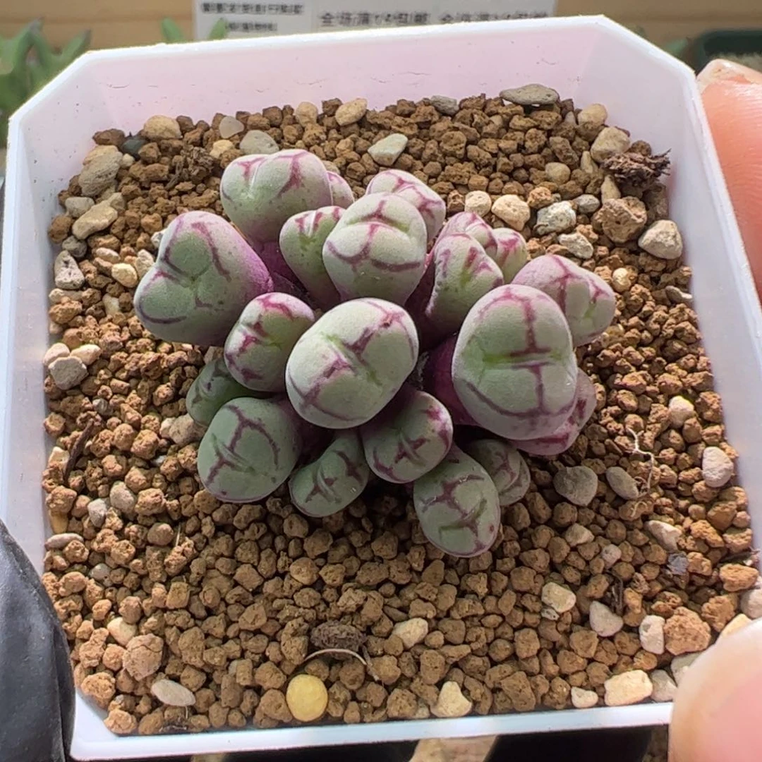 m*整盆打包猴。 731