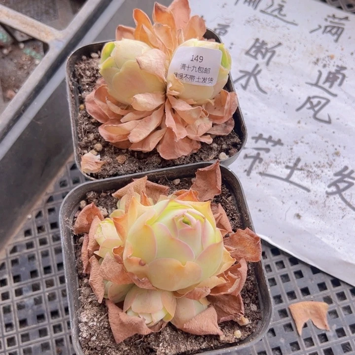 149 裸根不带土发货不包损