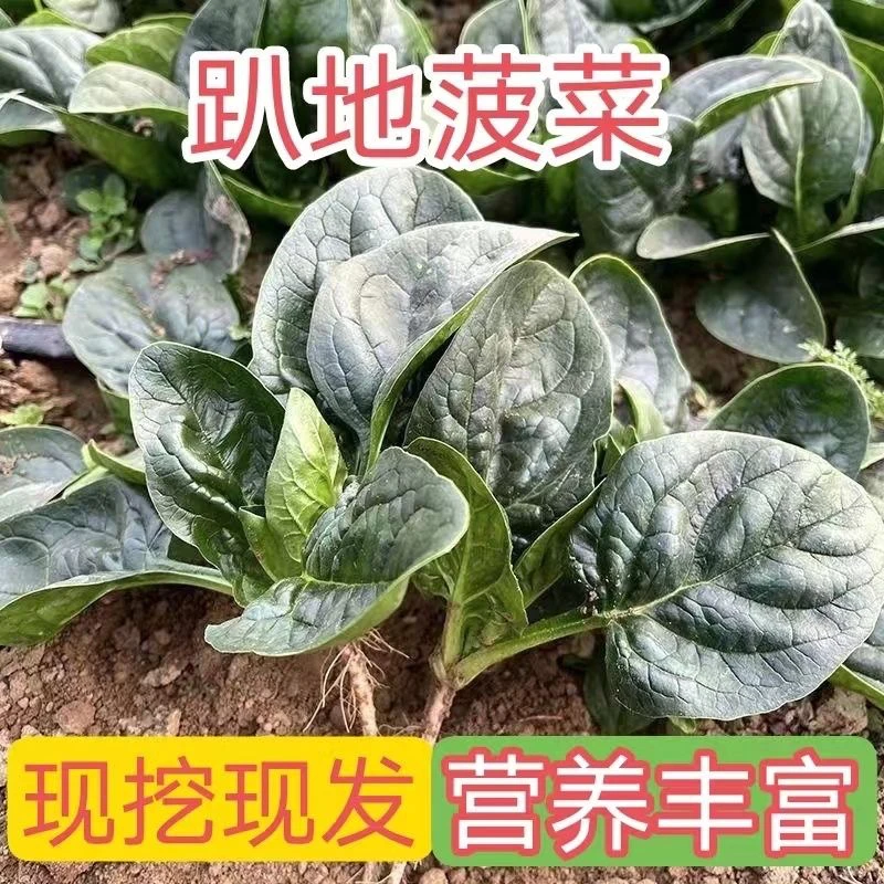 河南霜打趴地菠菜红根矮秆趴地菠菜农家自种现挖现发应季新鲜蔬菜