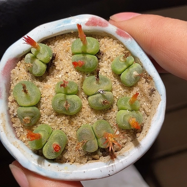 双头水晶鞋一颗。