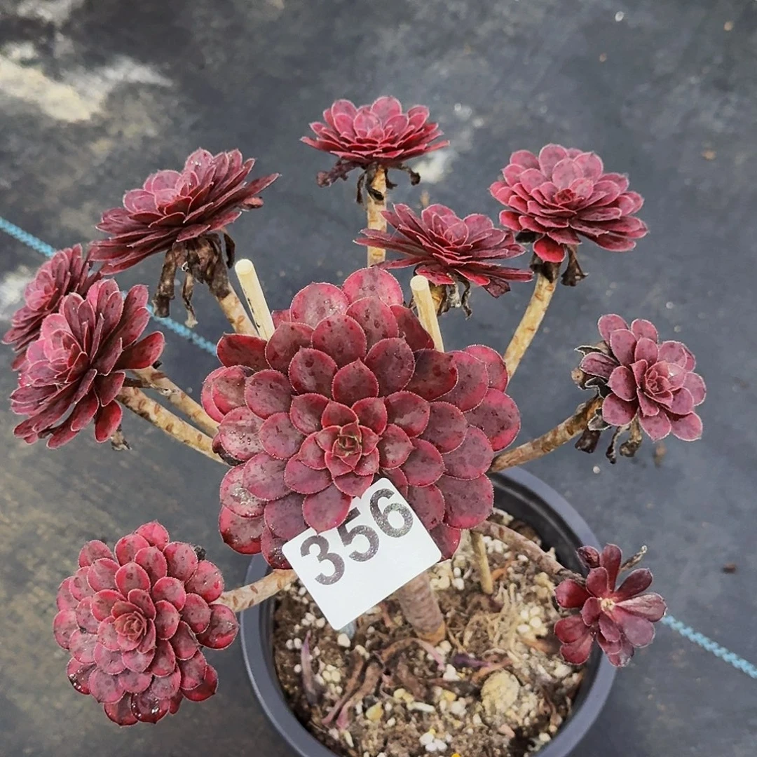 356黑天鹅法师植物