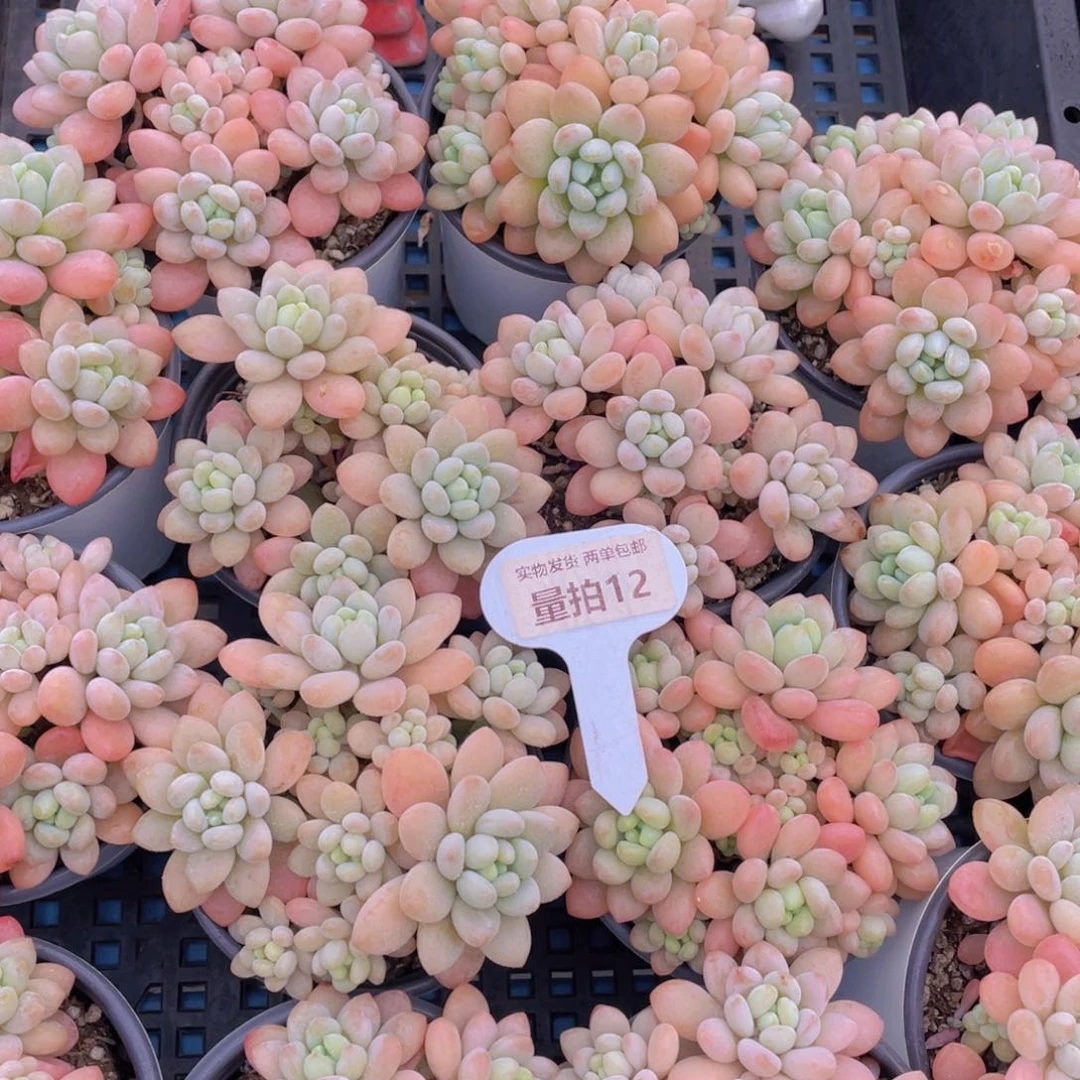 量拍12号老桩鱼子酱捧花大群生一个